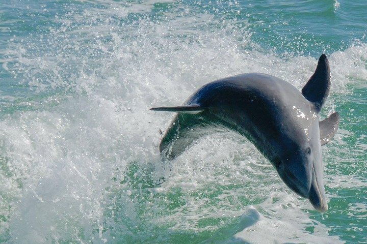 Egmont Key Snorkeling Dolphin Tour - Photo 1 of 8